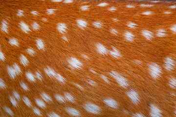 Deer fur brown texture with white patterns , animal mammal nature skin background