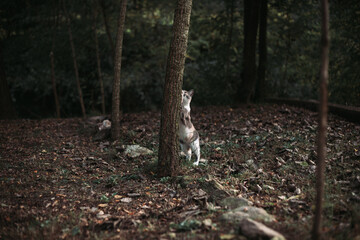 Domestic cat sharpening claws on the tree. Copy space