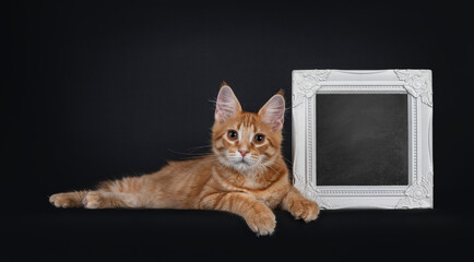 Cute red outcross maine coon cat kitten, laying beside white photo frame filed with blackboard....