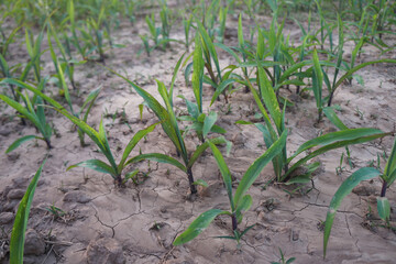 Young corn trees are growing on dry soil.
