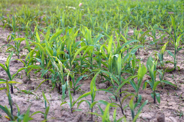 Young corn plants are growing on dry soil.