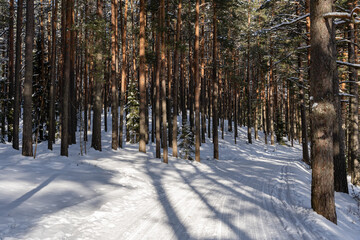 e between the pines is.there are some green spruces and in the middle goes a snowy country road