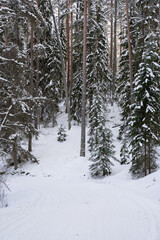 Fototapeta premium e between the pines is.there are some green spruces and in the middle goes a snowy country road
