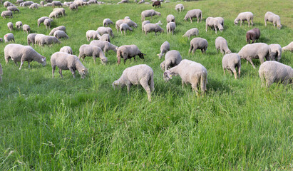 sheep flock in alpine pasture grazing in a greenery meadow