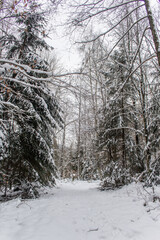 Winter in Harz Mountains National Park, Germany. Moody snow covered landscape in German forest