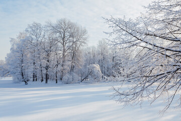 Trees covered with snow on a sunny winter day in Saint Petersburg, Russia.