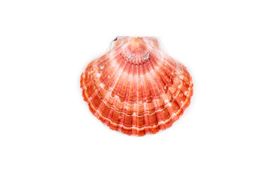 Close up of a seashell on white background