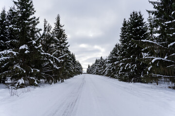 Obraz premium e between the pines is.there are some green spruces and in the middle goes a snowy country road