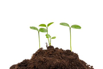 Seedlings are growing from fertile soil with a clean white background. Citrus plant.