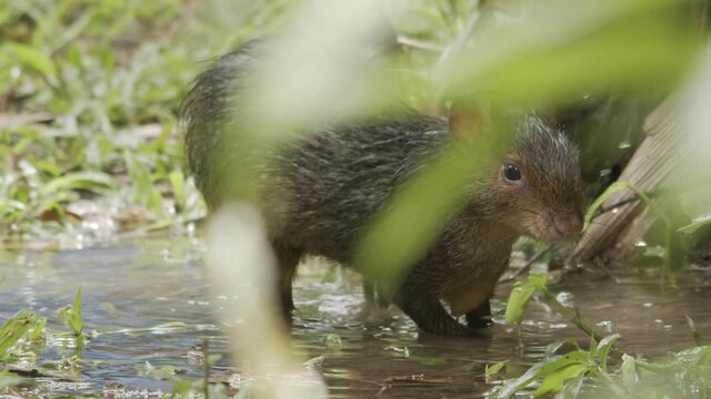 Cute young Cutia playing in the water. Slow motion footage