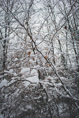 Fototapeta premium Winter in Harz Mountains National Park, Germany. Moody snow covered landscape in German forest