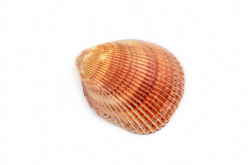 
Close up of a seashell on white background