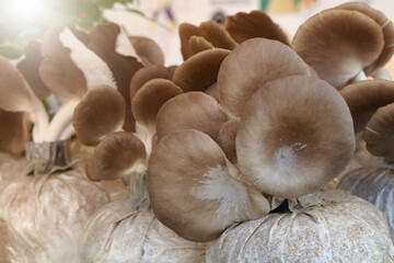Indian Oyster, Phoenix Mushroom,  Lung Oyster (Pleurotus pulmonarius). Mushrooms were blooming from a nursery bag.