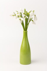 Snowdrop in a vase, on white background. White springs flower in close-up with copy space.
