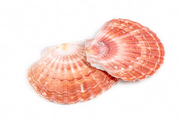 
Close up of a seashell on white background