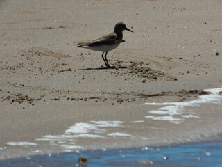 Aves caminando por la playa