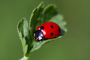 ladybird on a leaf