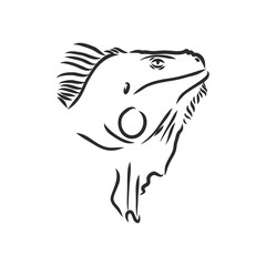 Lizard iguana isolated. Black and white reptile. Vector illustration. Hand drawing realistic. Vintage engraving of wildlife. iguana vector sketch on a white background