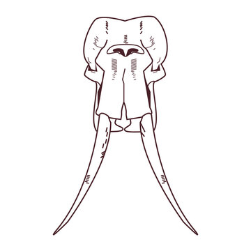 skull head of wild elephant icon