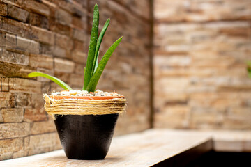 Beautiful handmade vase with green plant, green plant, handmade vase, two colors handmade vase, handcrafted

