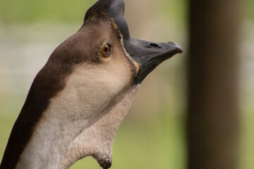 african goose staring at the infinite in a blurry background