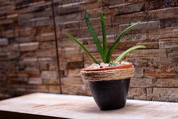 Handmade vase with green plant, green plant, handmade vase, two colors vase, handcrafted
