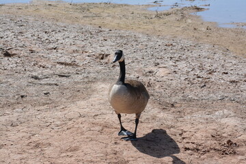 country goose branta canadensis