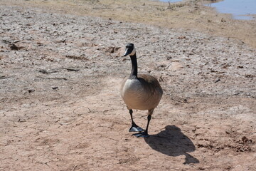 country goose branta canadensis
