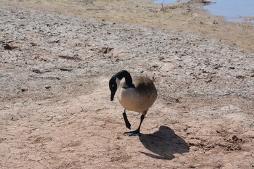 country goose branta canadensis