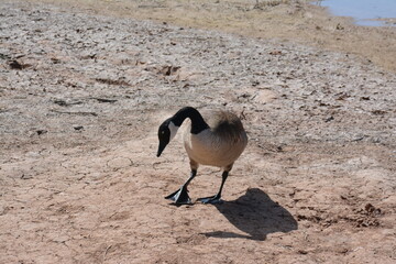 country goose branta canadensis