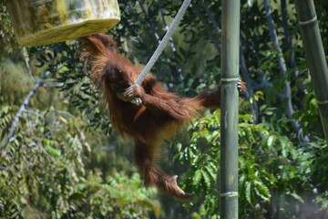 Chimpanzee swinging at zoo