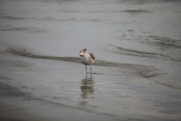 Seagull on sand at the beach during sunset time in Del Mar, San Diego, California, USA