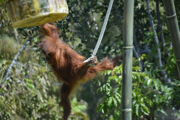 Chimpanzee swinging at zoo