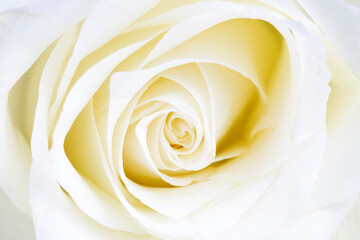 White huge airy rose, macro-festive background for wedding invitation. White rose.
