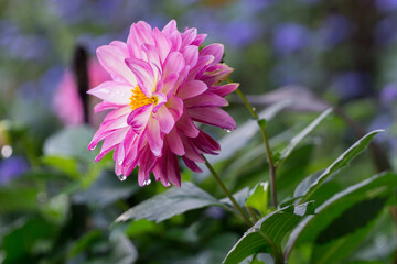 Regentropfen auf der Blüte