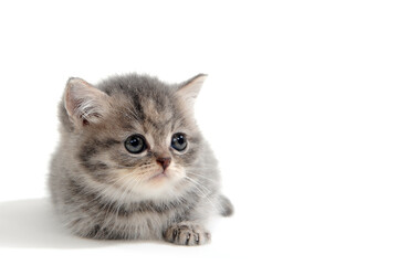 fluffy purebred kitten lies on a white background