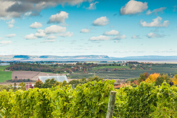 Canada, Nova Scotia, Annapolis Valley, Wolfville. Local vineyard.