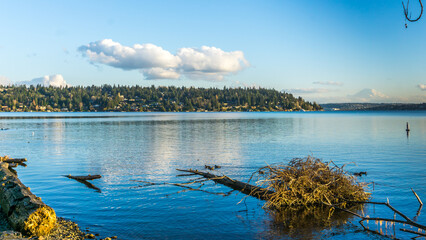 Birds And Mercer Island 5