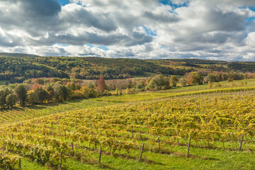 Fototapeta na wymiar Canada, Nova Scotia, Annapolis Valley, Wolfville. Local vineyard.