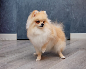 funny fluffy pomeranian stands on the floor with its front paw raised