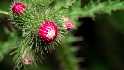 Close-up of common green plants in Northeast China