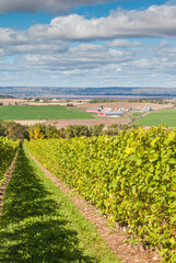 Canada, Nova Scotia, Annapolis Valley, Wolfville. Local vineyard.