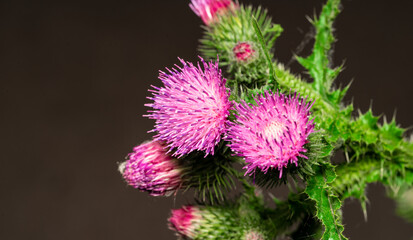 Close-up of common green plants in Northeast China