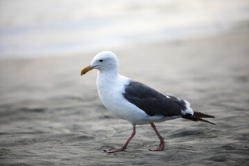 Seagull on sand at the beach during sunset time in Del Mar, San Diego, California, USA