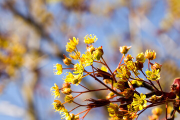 deciduous trees in the summer
