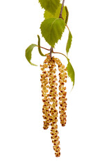 blooming catkins of birch tree with pollen