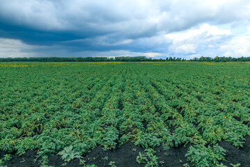 Fototapeta na wymiar a potato field above it, a cloudy sky and gray rain clouds