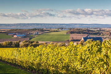 Canada, Nova Scotia, Annapolis Valley, Wolfville. Local vineyard.