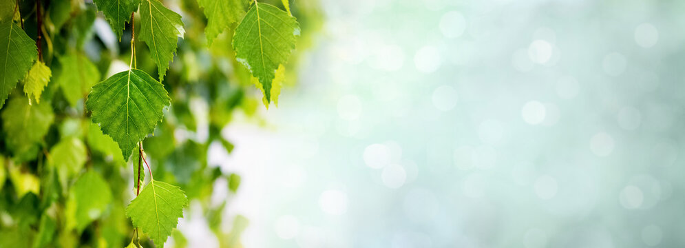 Panorama with green birch leaves on blurred background with bokeh, panorama, copy space
