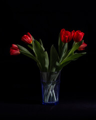 Red tulips in a glass on a black background for insta